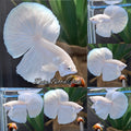 Halfmoon White Platinum Betta Fish Male