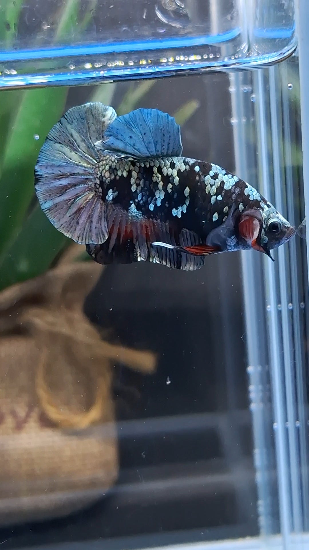 Avatar Copper Plakat HMPK Betta Fish Male