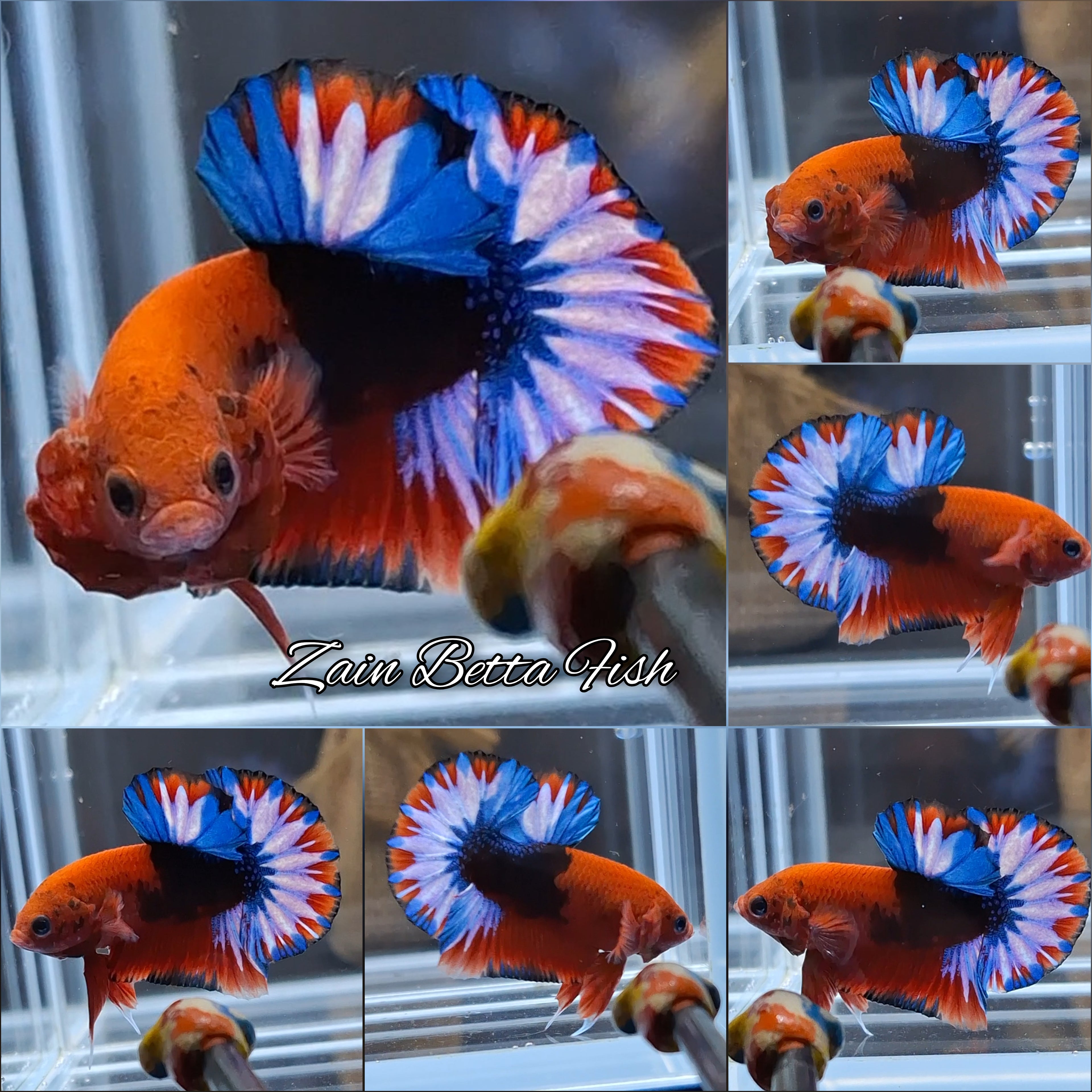 Fancy Hellboy Plakat HMPK Betta Fish Male