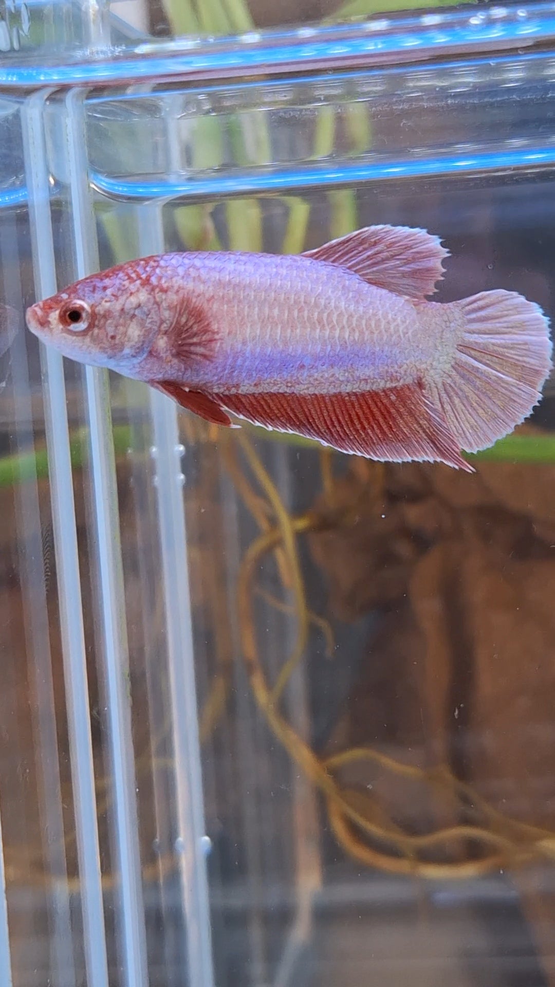 Purple Pink Aurora Plakat HMPK Female Betta Fish For Sorority / Breed