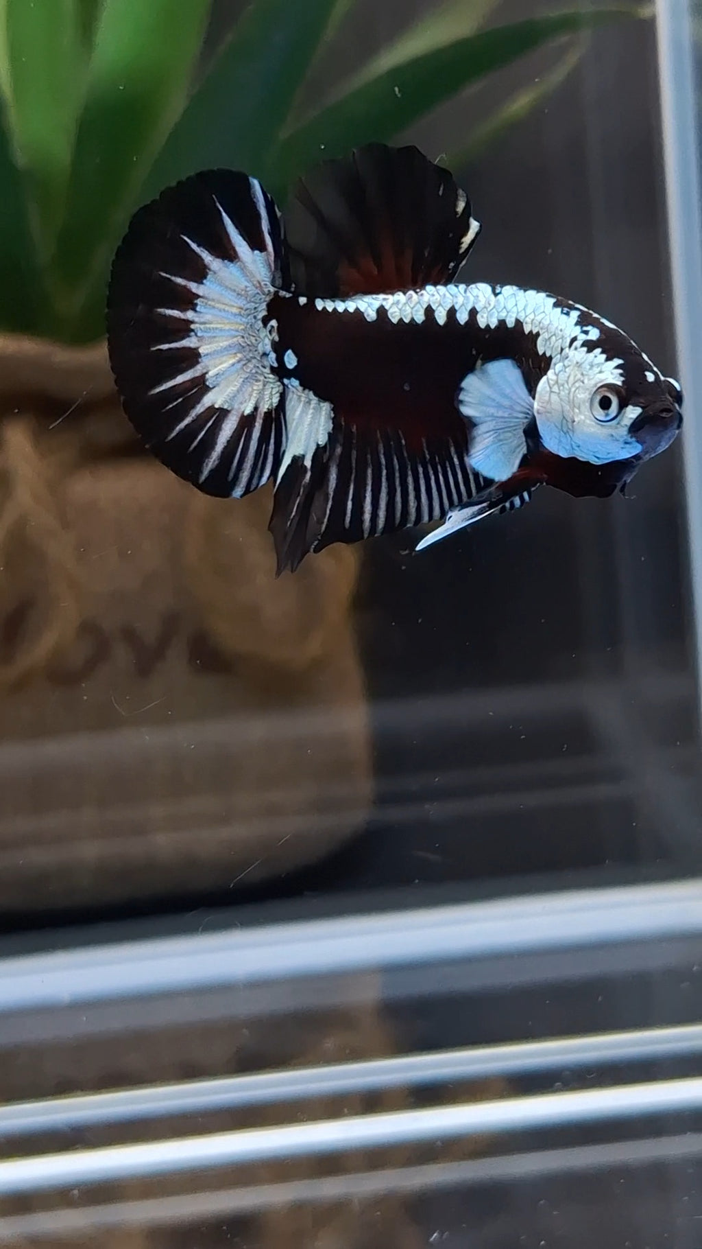 Samurai Black Mamba Snow Plakat HMPK Premium Betta Fish Male