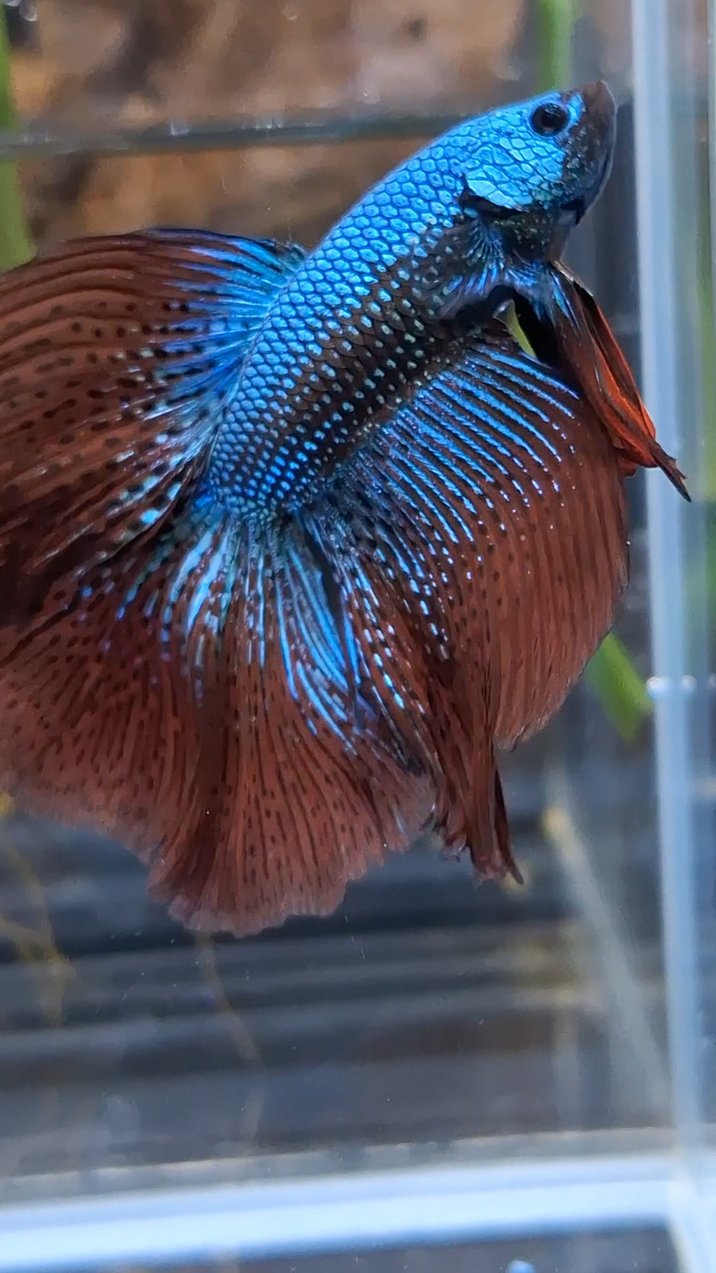 Premium Over Halfmoon Rare Alien Green Wild Betta Fish Male Large Size