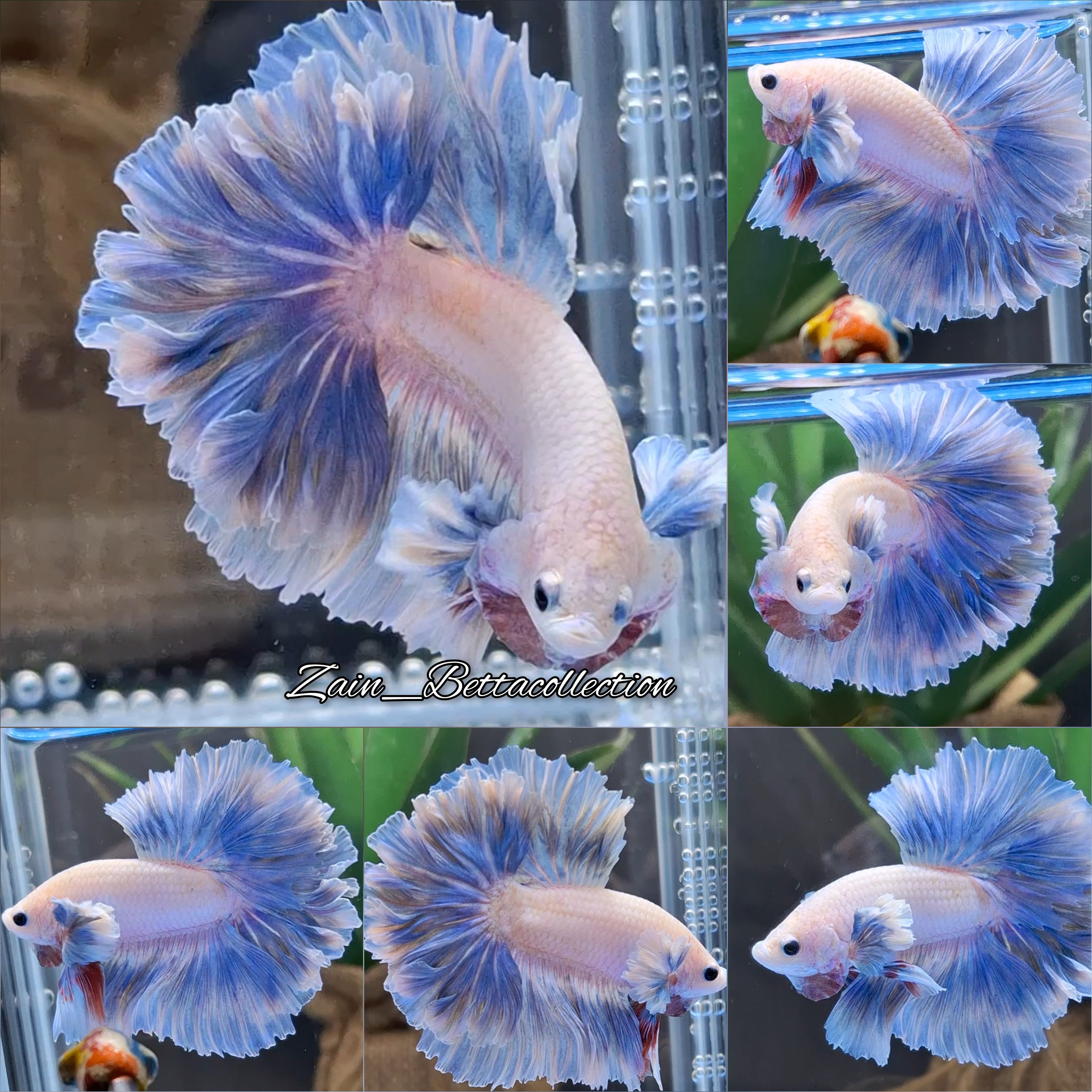 Dumbo Rose Ear Halfmoon King Feathertail Blue Sky Premium Betta Fish Male