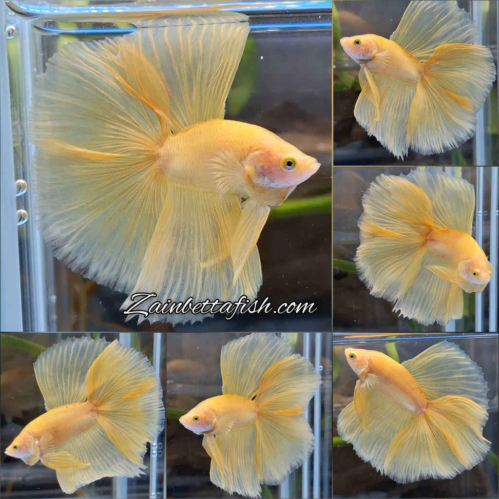 Halfmoon Double Tail Yellow Banana Betta Fish Male