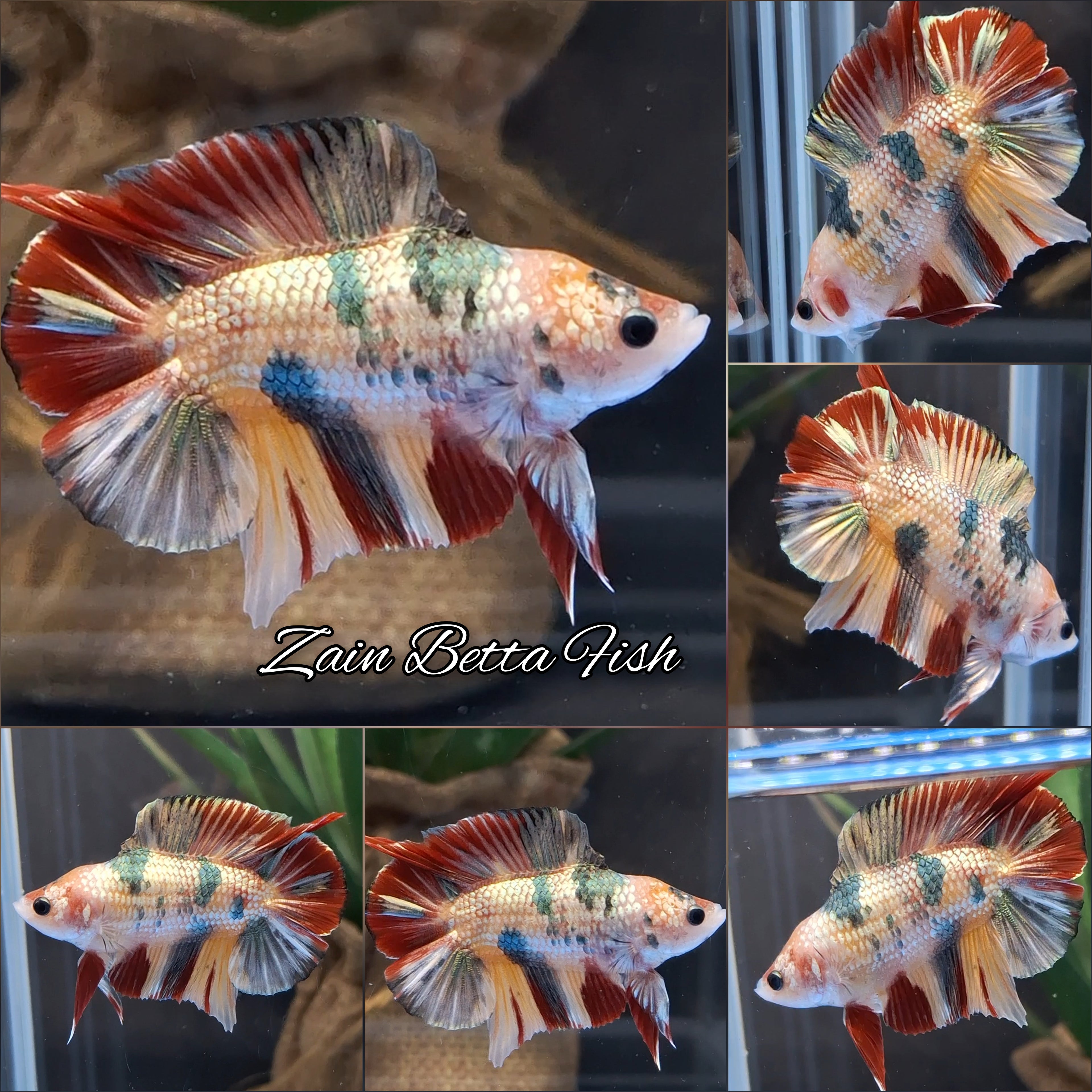 Candy Gold Copper Variant Double Tail HMPK Betta Fish Male