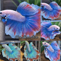 Halfmoon Pastel Change Color Alicorn Betta Fish Male