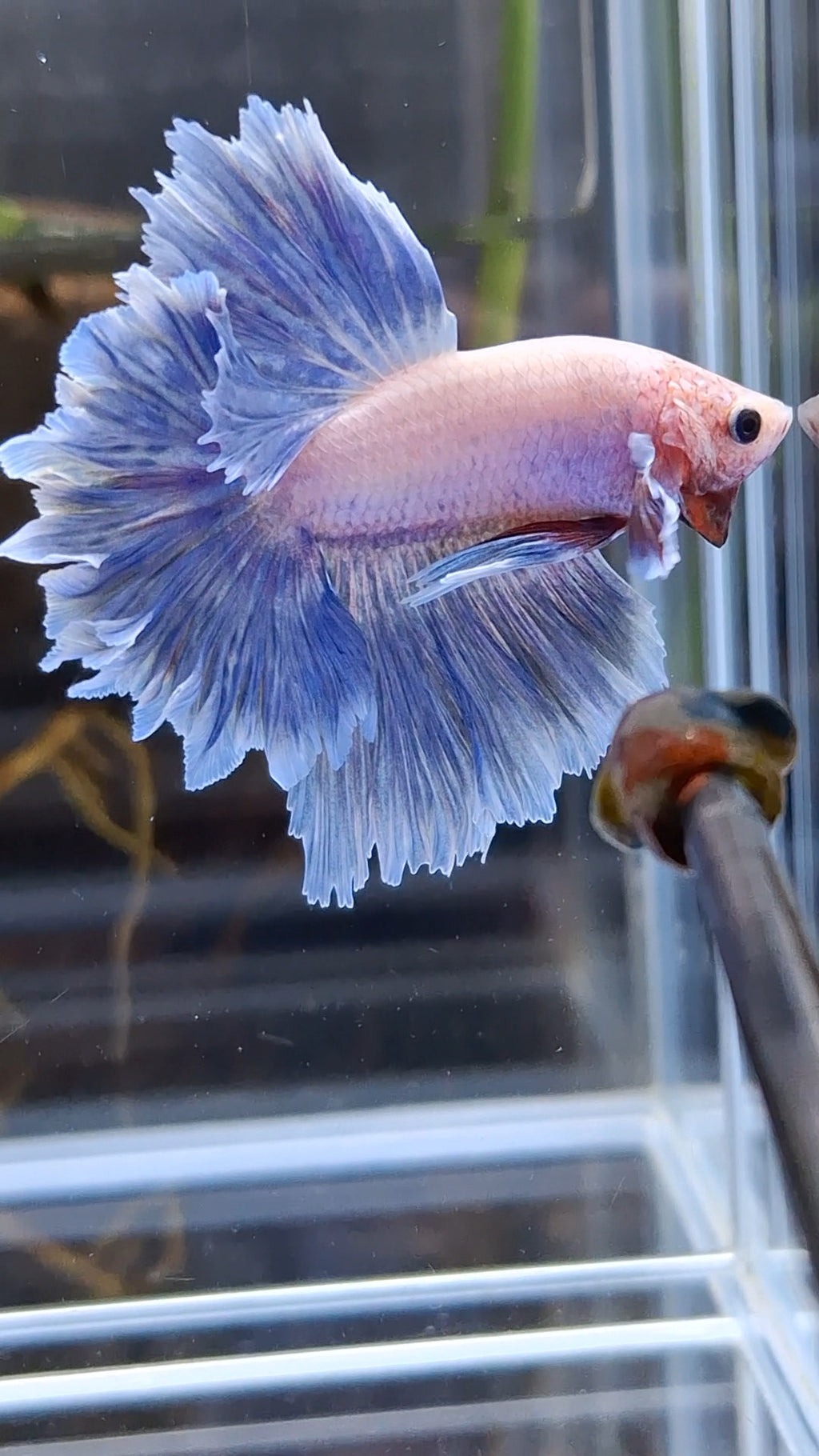 Halfmoon Feathertail Blue Sky Purple Wash Betta Fish Male