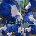 Halfmoon Blue Rim Betta Fish Male