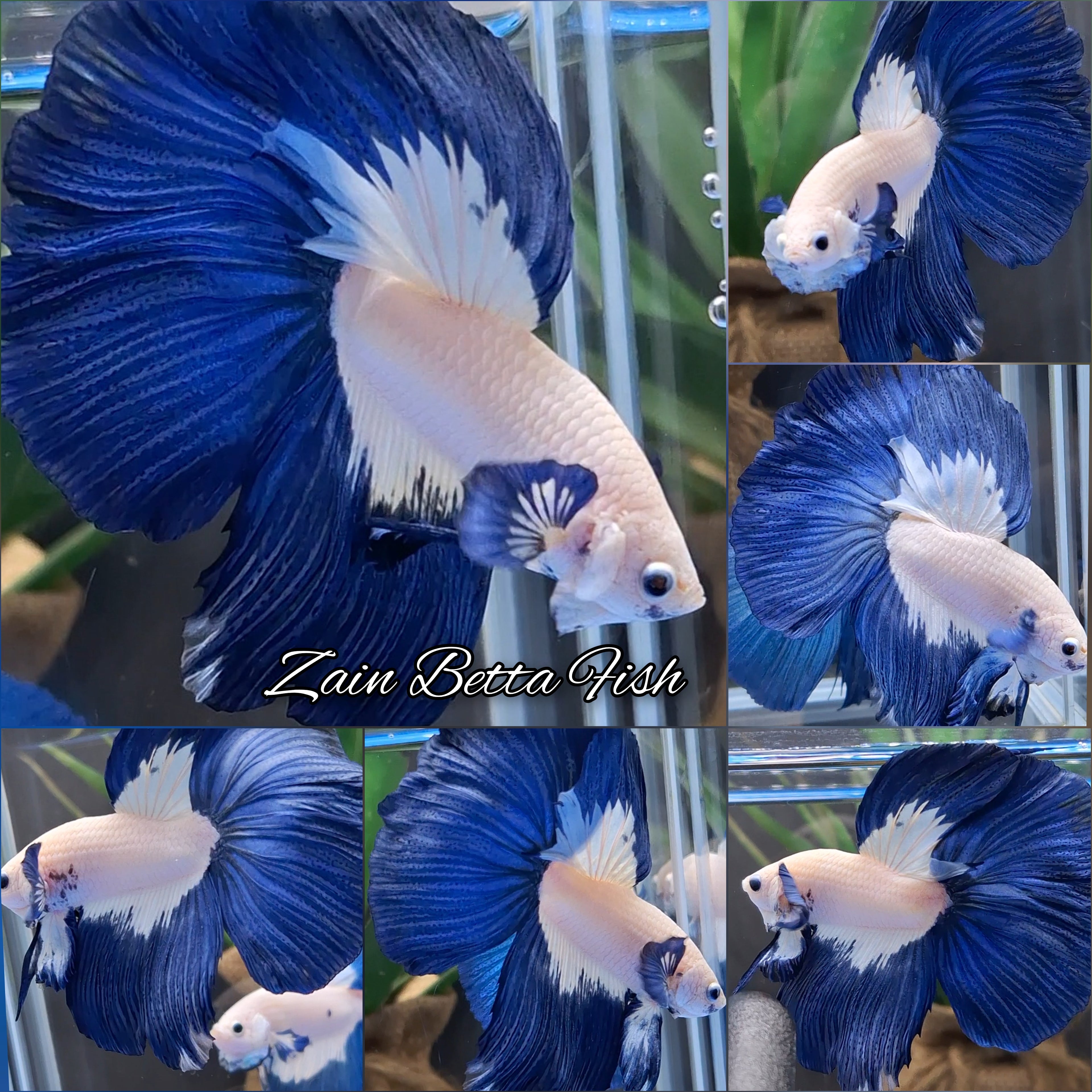 Halfmoon Blue Rim Betta Fish Male