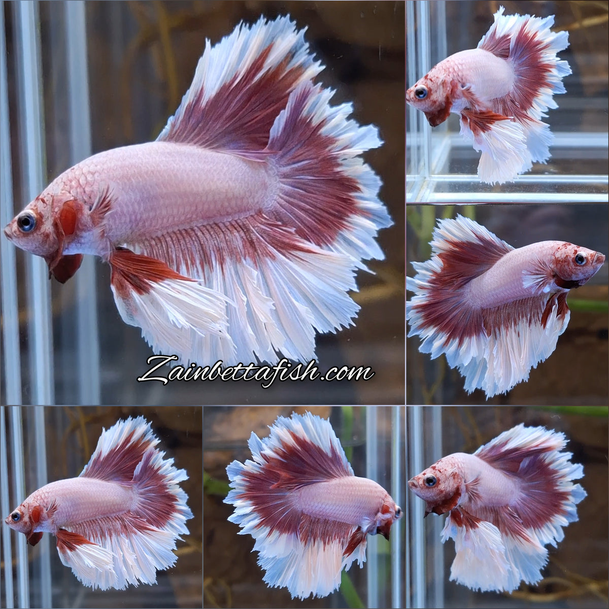 King Feathertail Pink Purple Butterfly Betta Fish Male