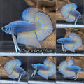 Mustard Gas HMPK Betta Fish Male