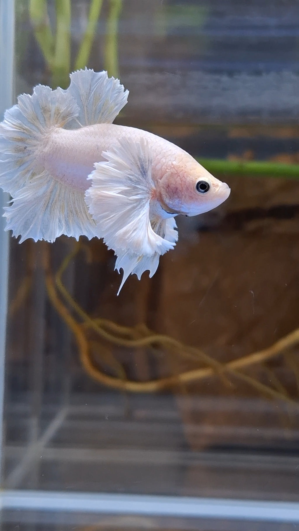 Premium Super Dumbo Ear Rose Rare Betta Fish Male