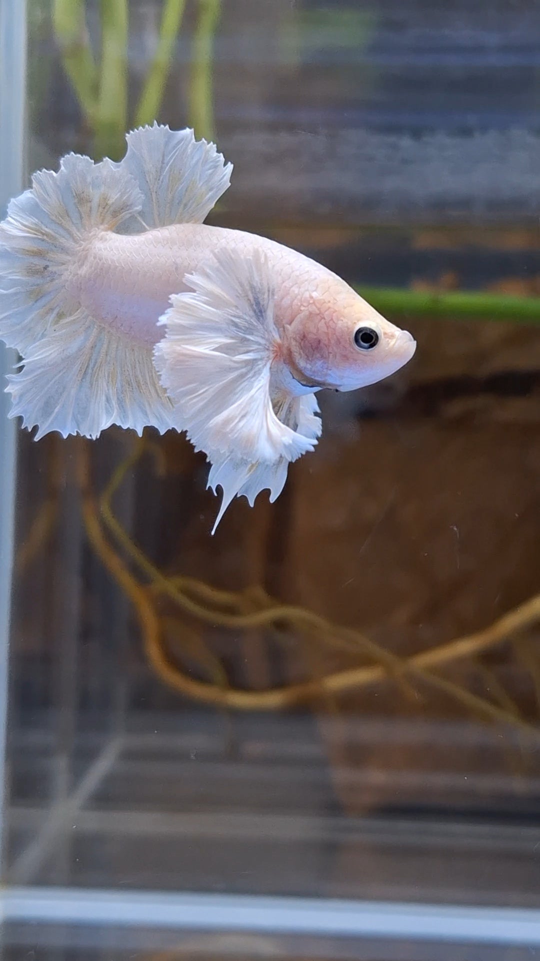 Premium Super Dumbo Ear Rose Rare Betta Fish Male