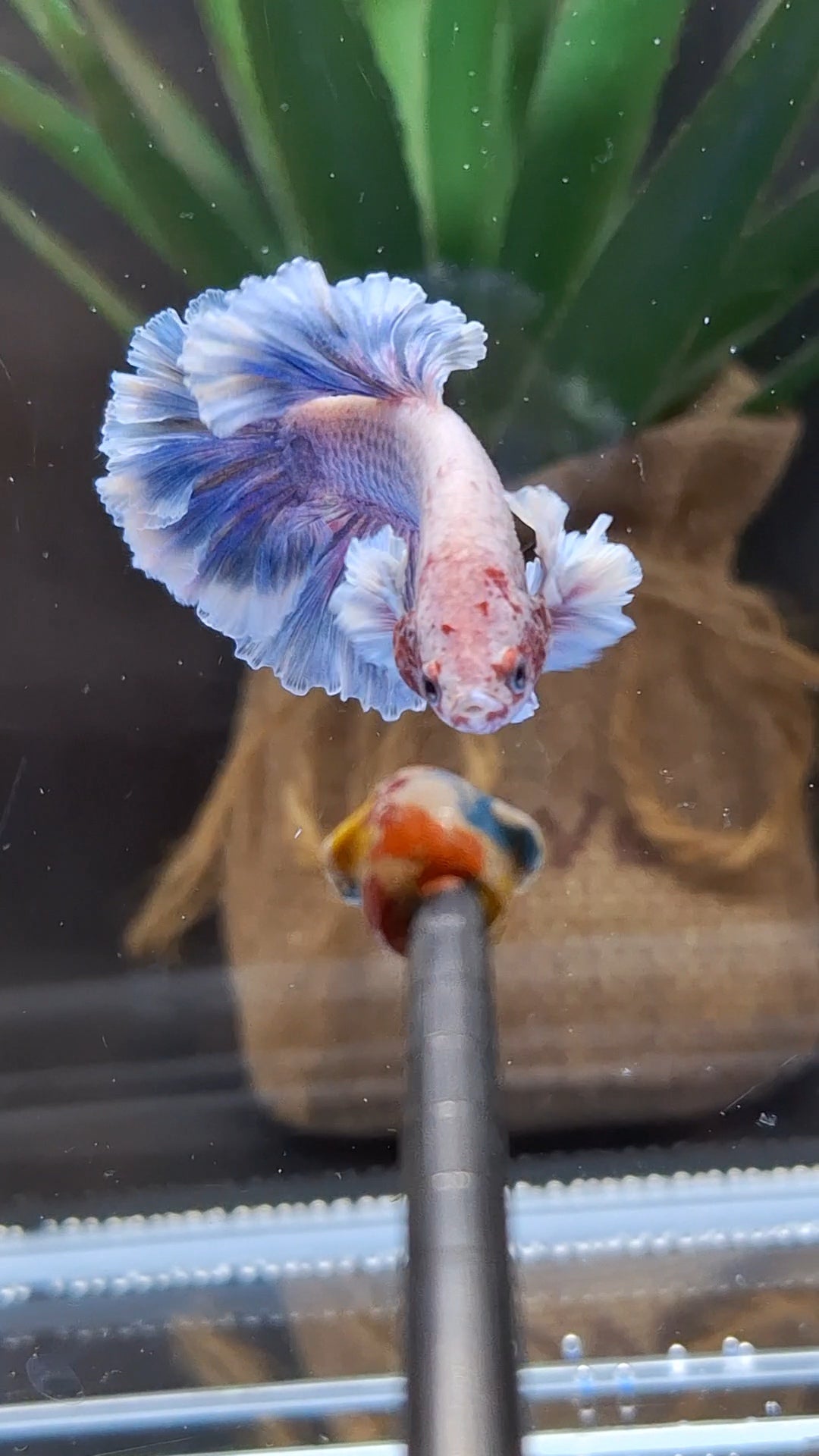 Junior King Feathertail Dumbo Ear Grizzle Purple Wash Betta Fish Male