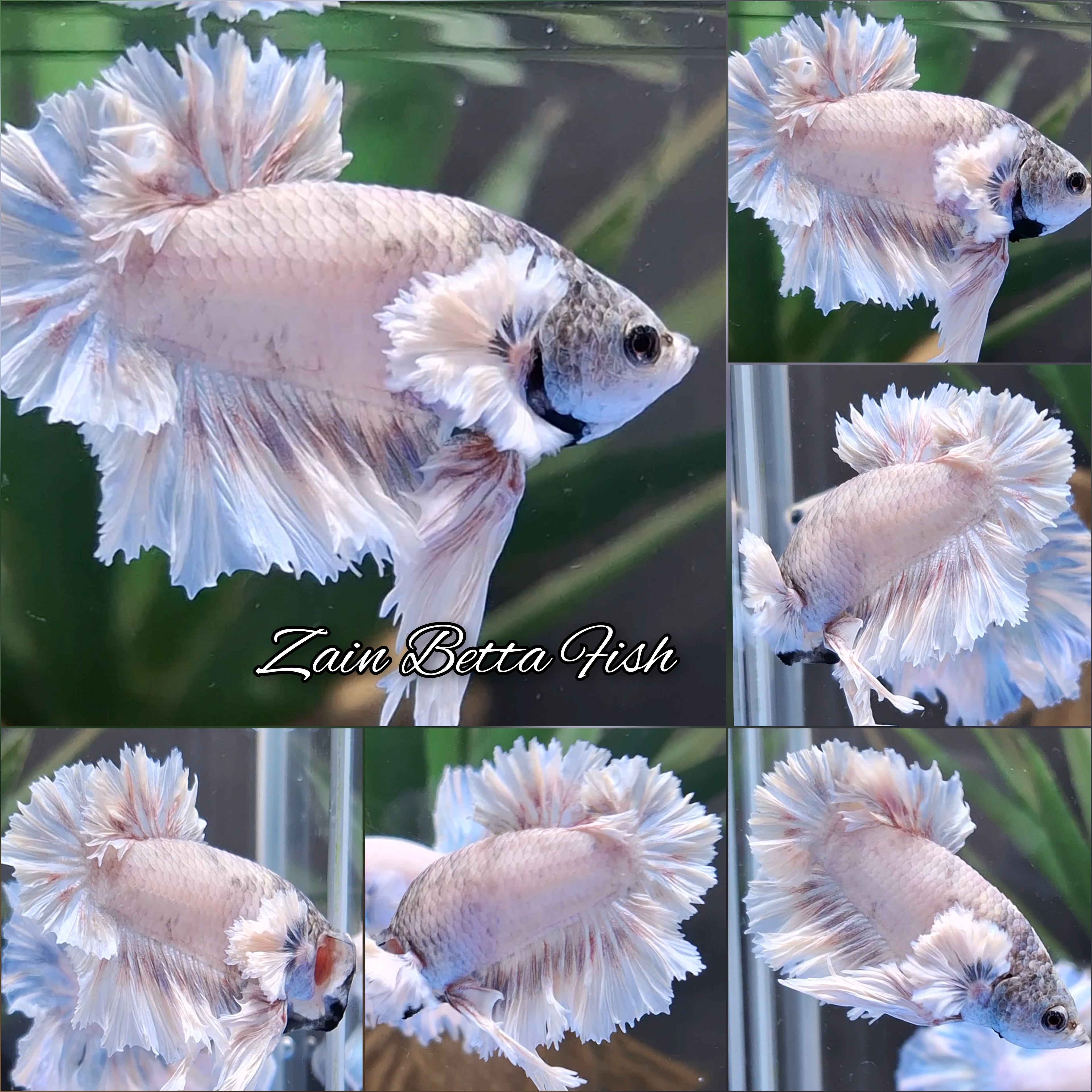 Dumbo Rose Ear King Feathertail HMPK Betta Fish Male