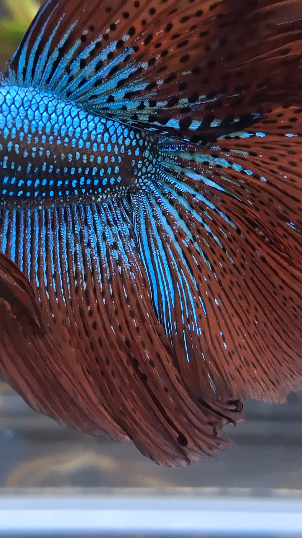 Premium Over Halfmoon Rare Alien Green Wild Betta Fish Male Large Size