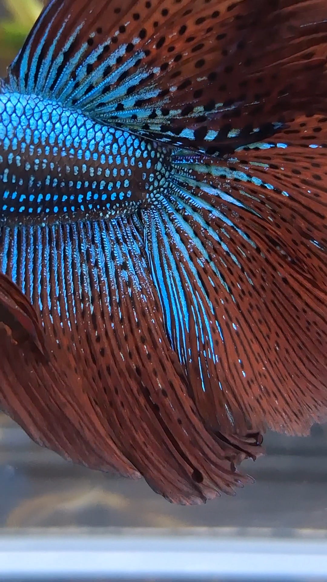 Premium Over Halfmoon Rare Alien Green Wild Betta Fish Male Large Size