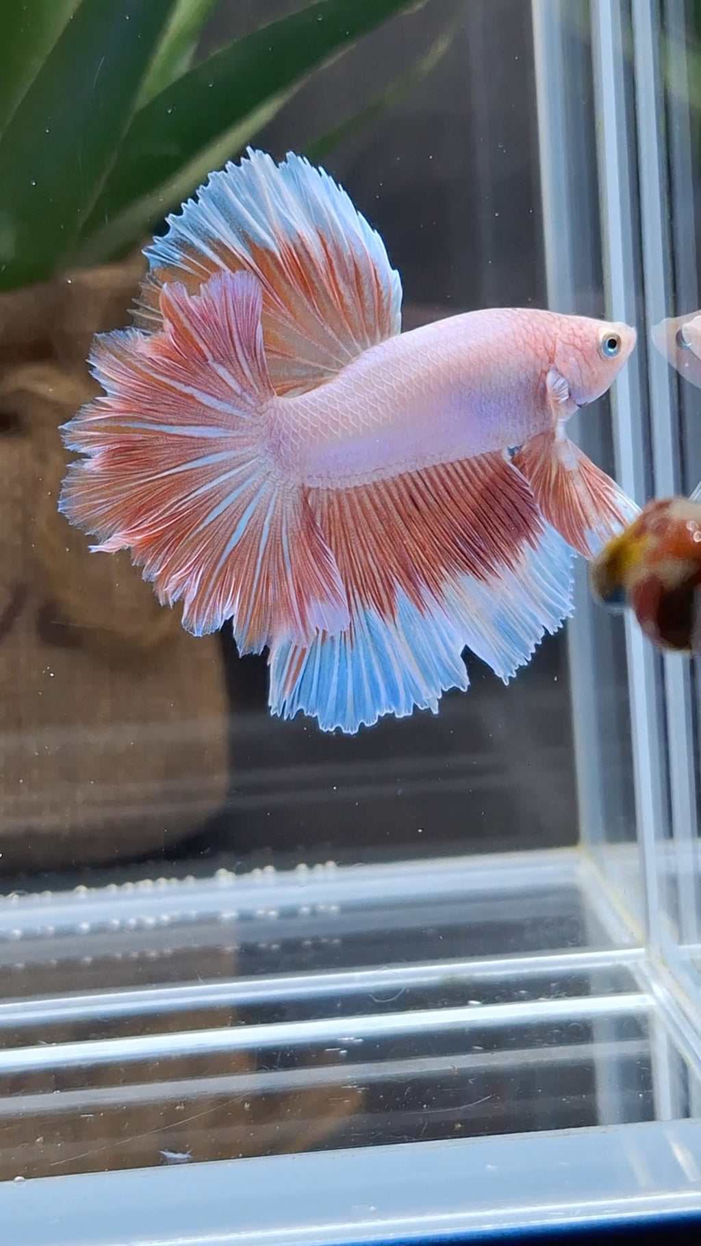 Halfmoon Feathertail Pink Aurora Betta Fish Male