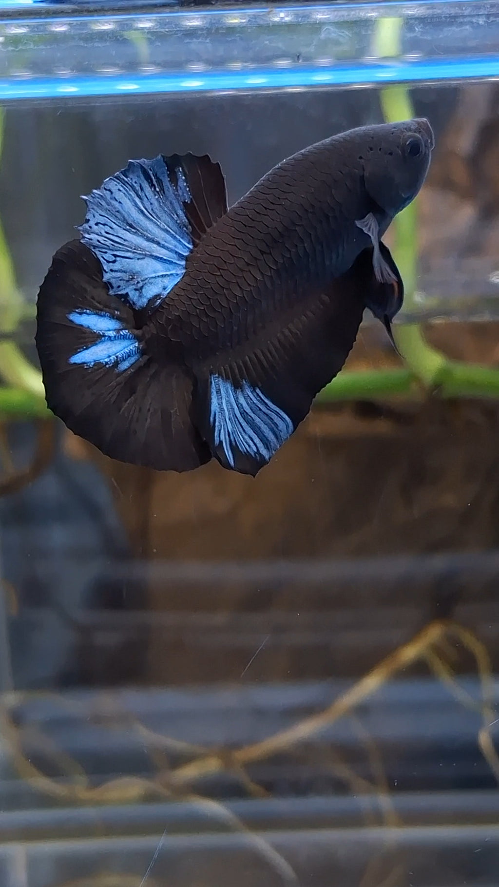 Blue Black Light Avatar Plakat HMPK Betta Fish Male
