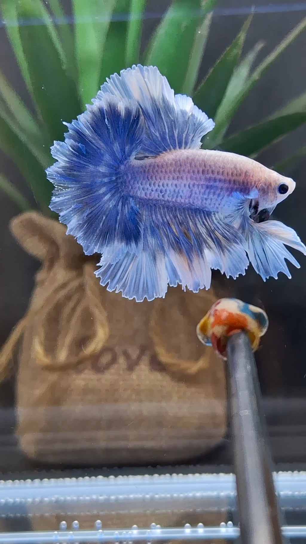 King Feathertail Grizzle Butterfly Betta Fish Male