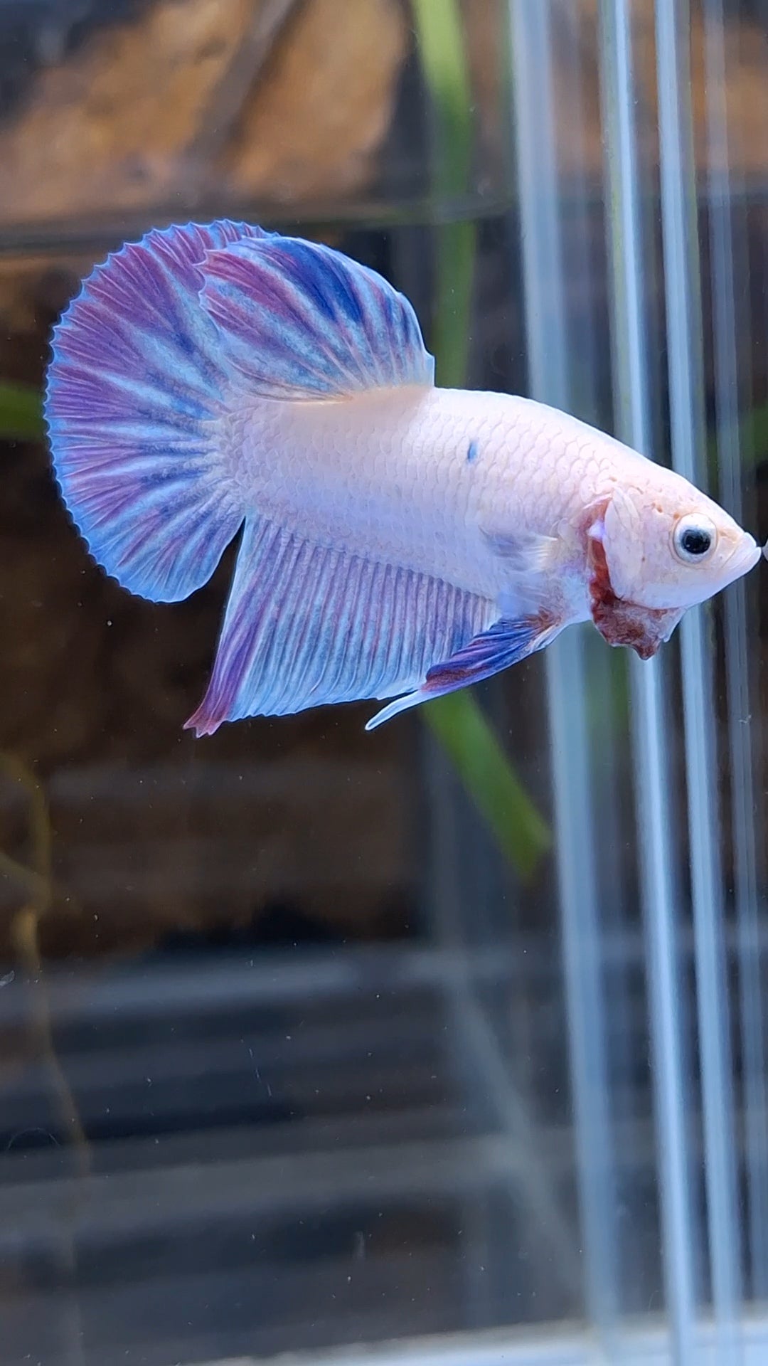 Hologram Aurora Pink Purple Plakat HMPK Rare Betta Fish Male
