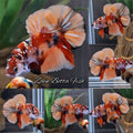 Candy Koi Copper HMPK Betta Fish Male