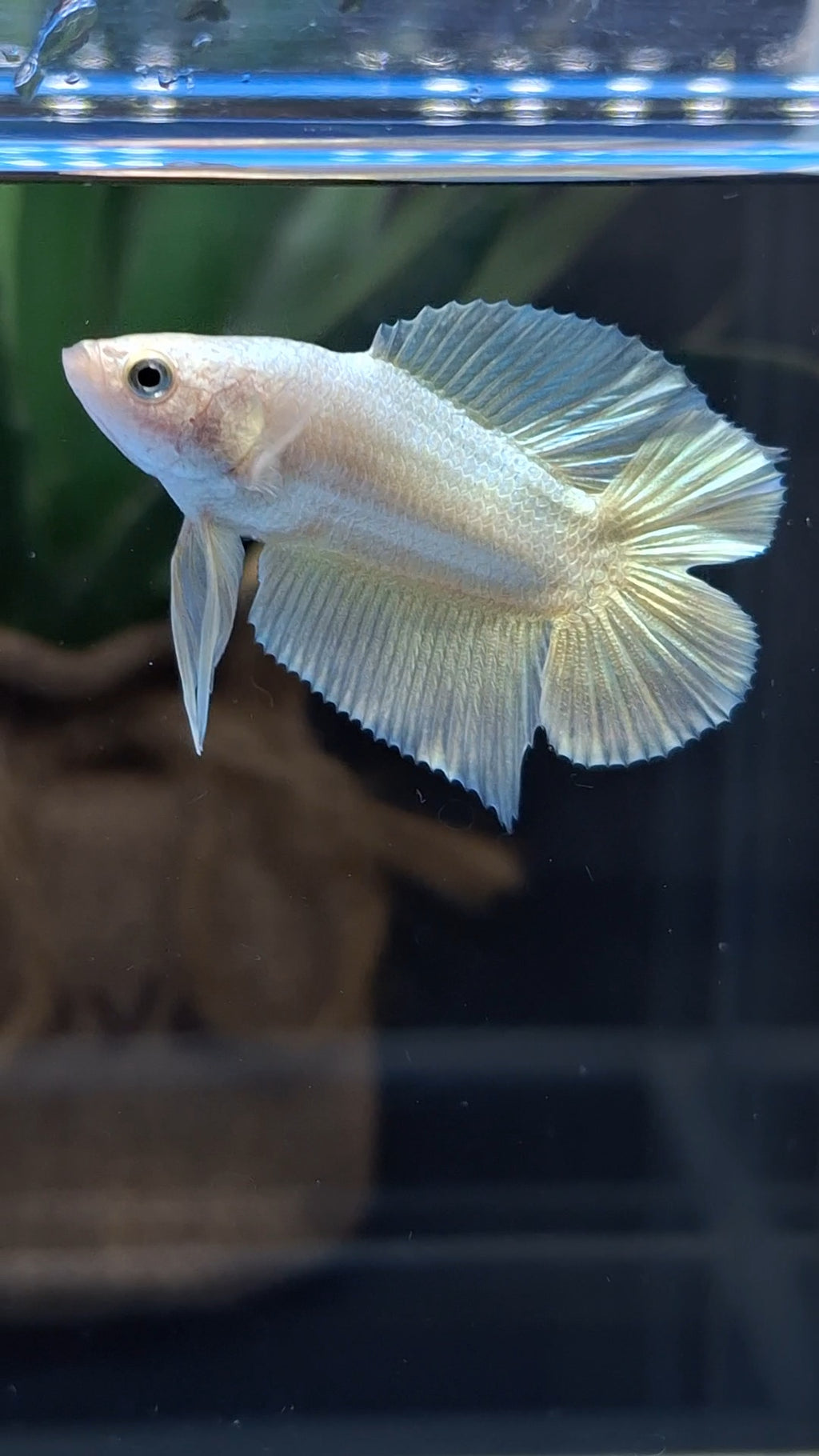 Junior Gold Double Tail Plakat DTPK HMPK Betta Fish Male