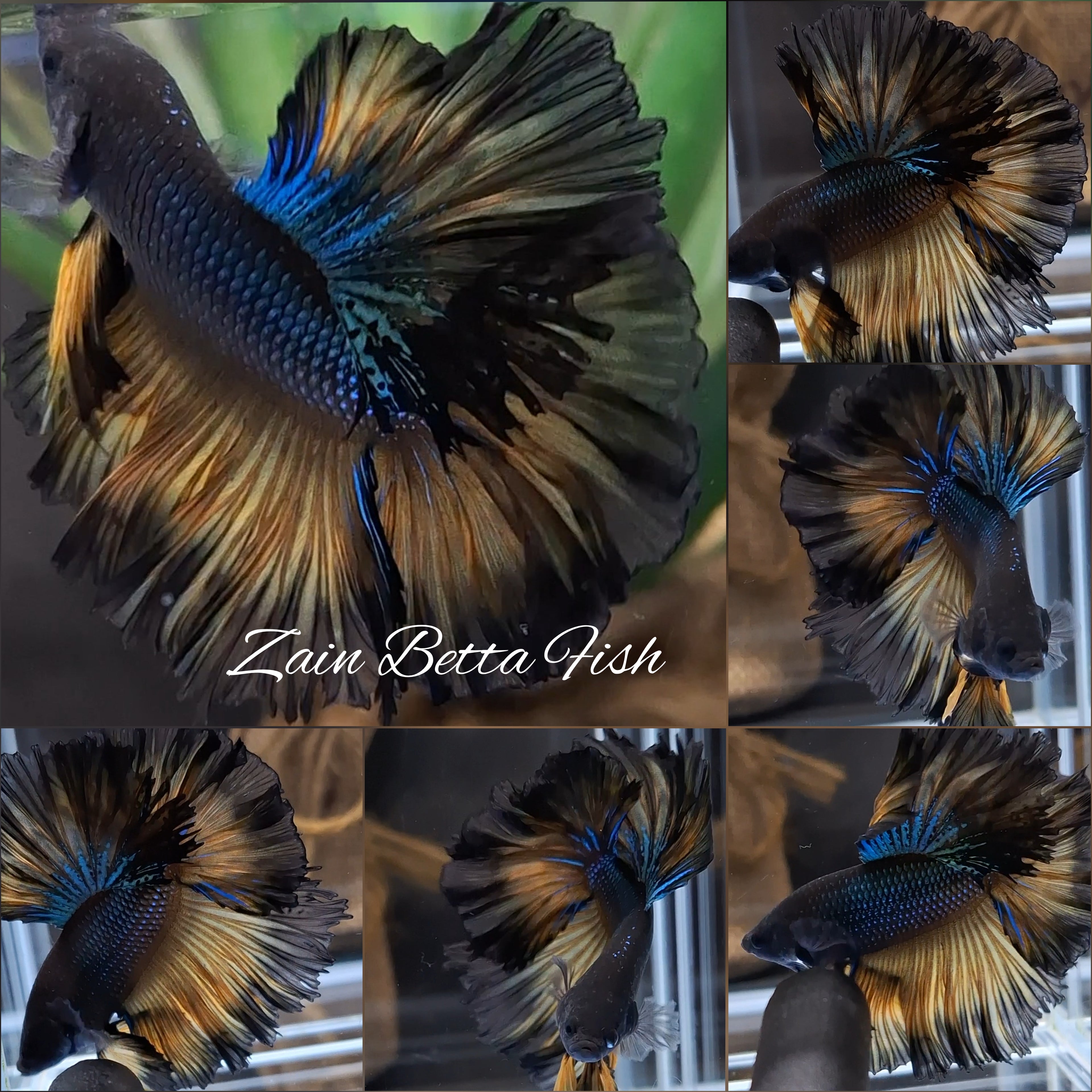 Mustard Gas King Rosetail Halfmoon Emerald Betta Fish Male