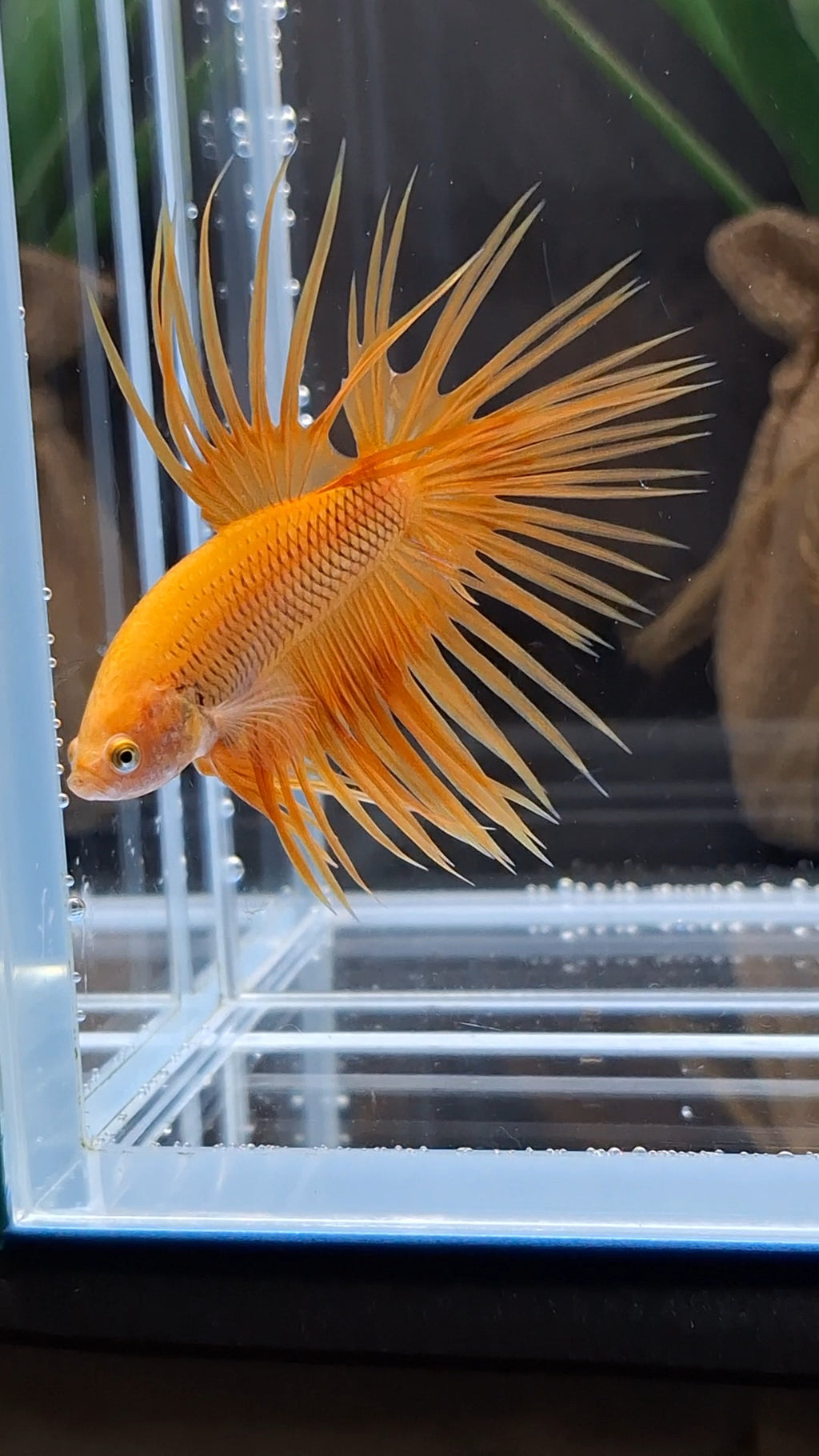 Crowntail Orange Pineapple Betta Fish Male