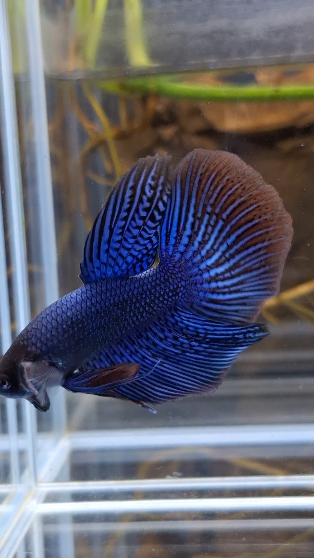 Alien Long Fins Blue Rare Wild Betta Fish Male