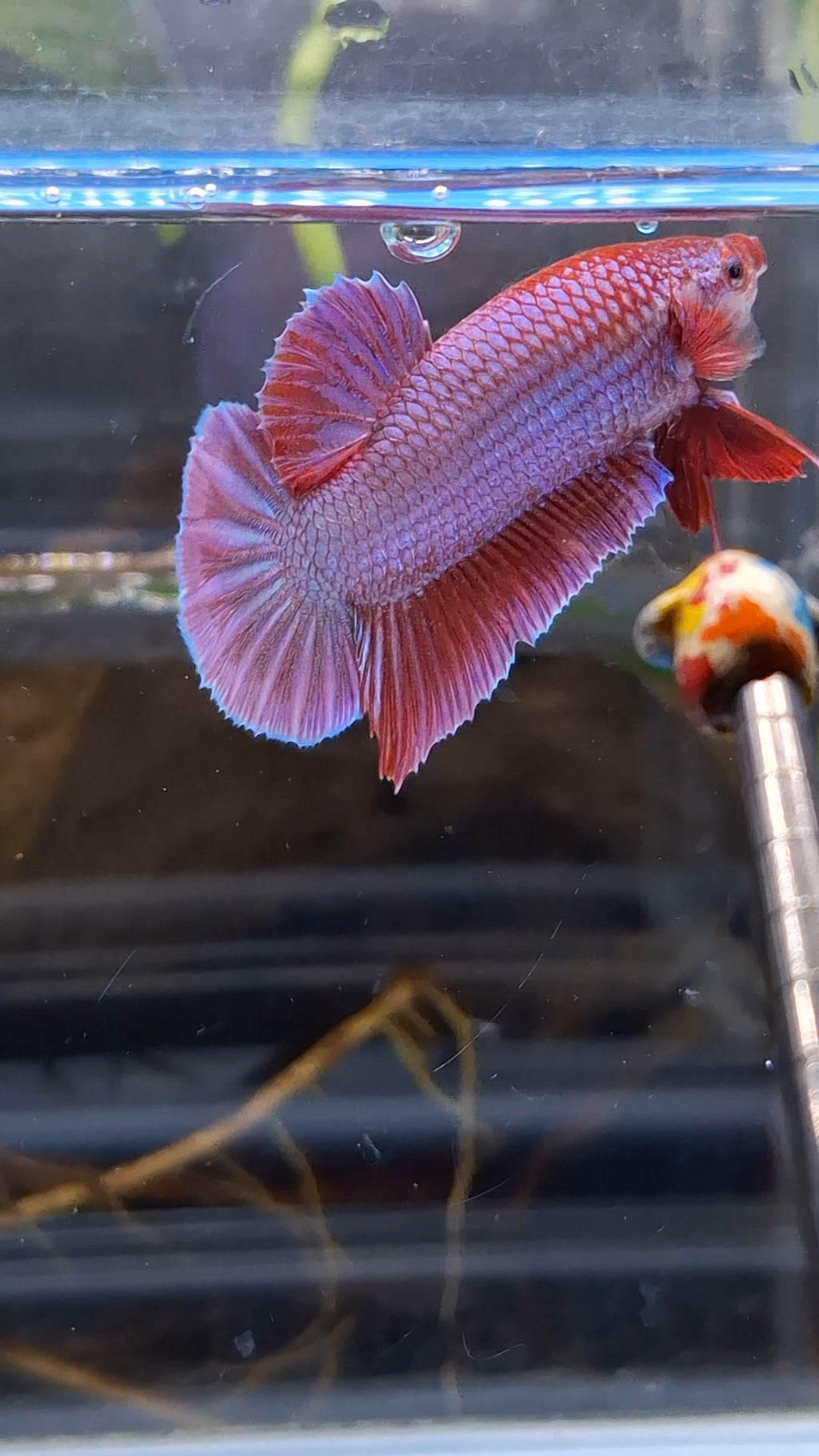 Purple Pink Aurora Rare Plakat HMPK Betta Fish Male
