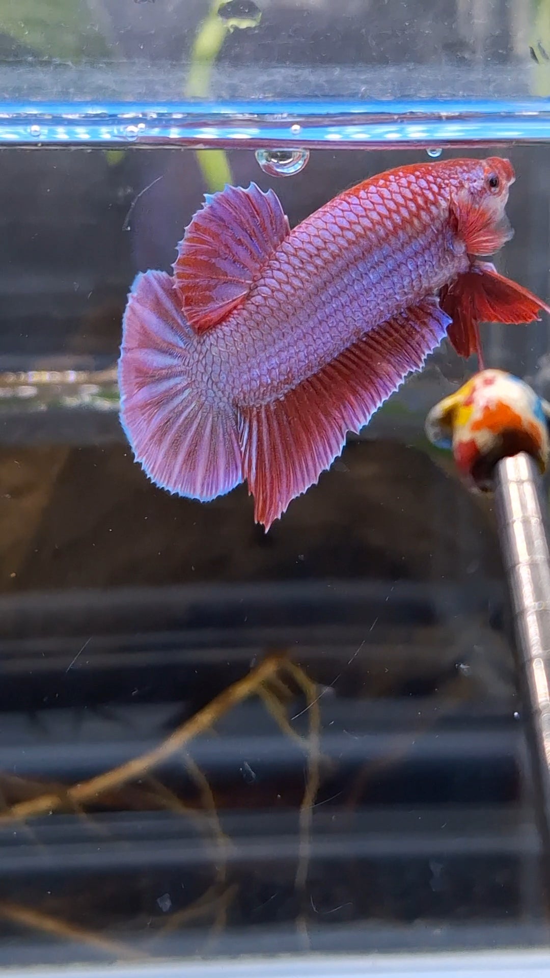 Purple Pink Aurora Rare Plakat HMPK Betta Fish Male