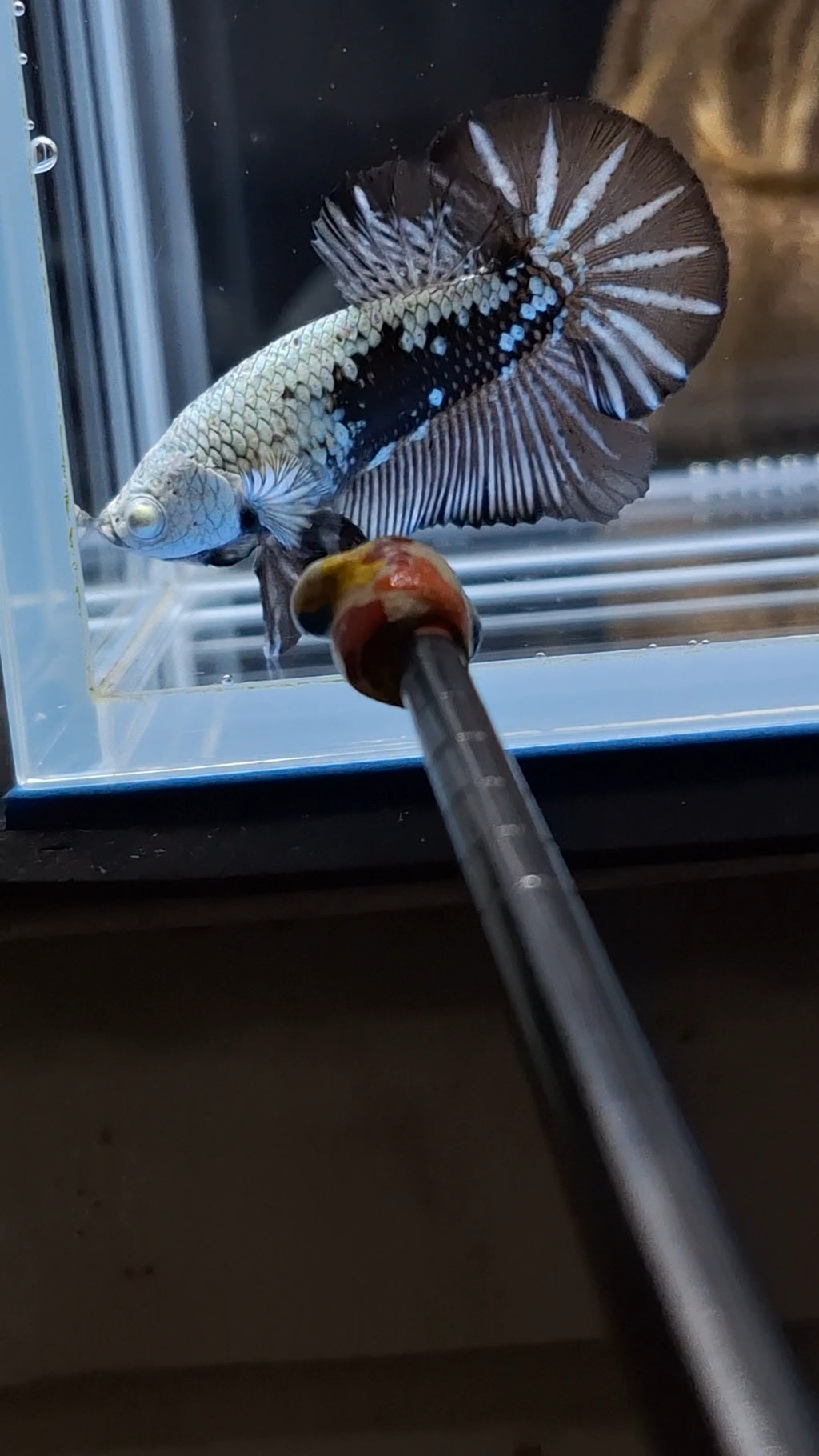 Samurai Plakat HMPK Betta Fish Male