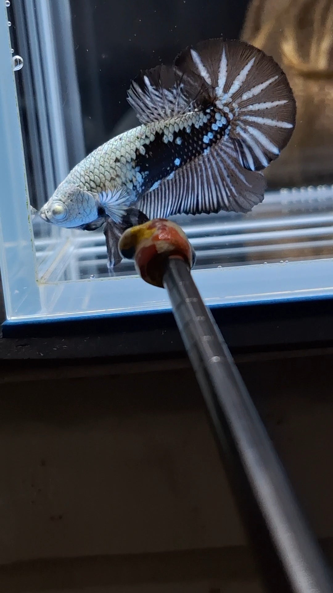 Samurai Plakat HMPK Betta Fish Male