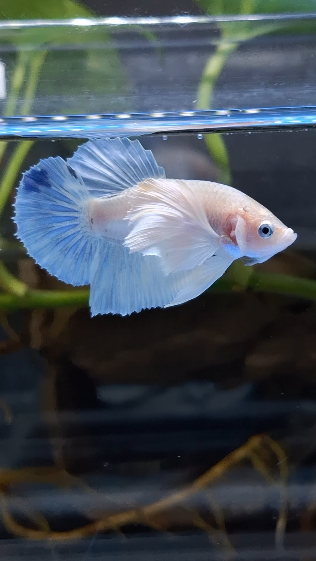 Dumbo Ear White Unicorn Plakat HMPK Betta Fish Male