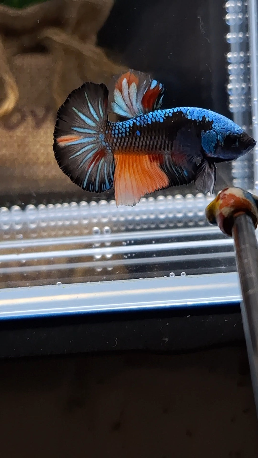 Avatar Black Variation Plakat HMPK Betta Fish