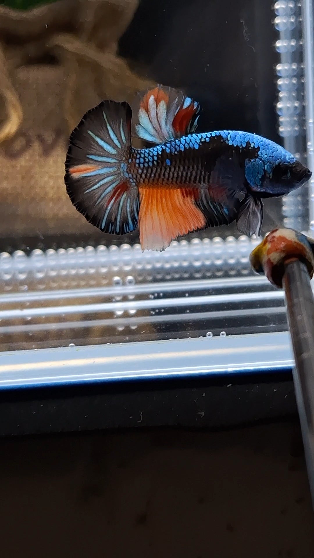 Avatar Black Variation Plakat HMPK Betta Fish