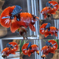Candy Koi Copper HMPK Betta Fish Male