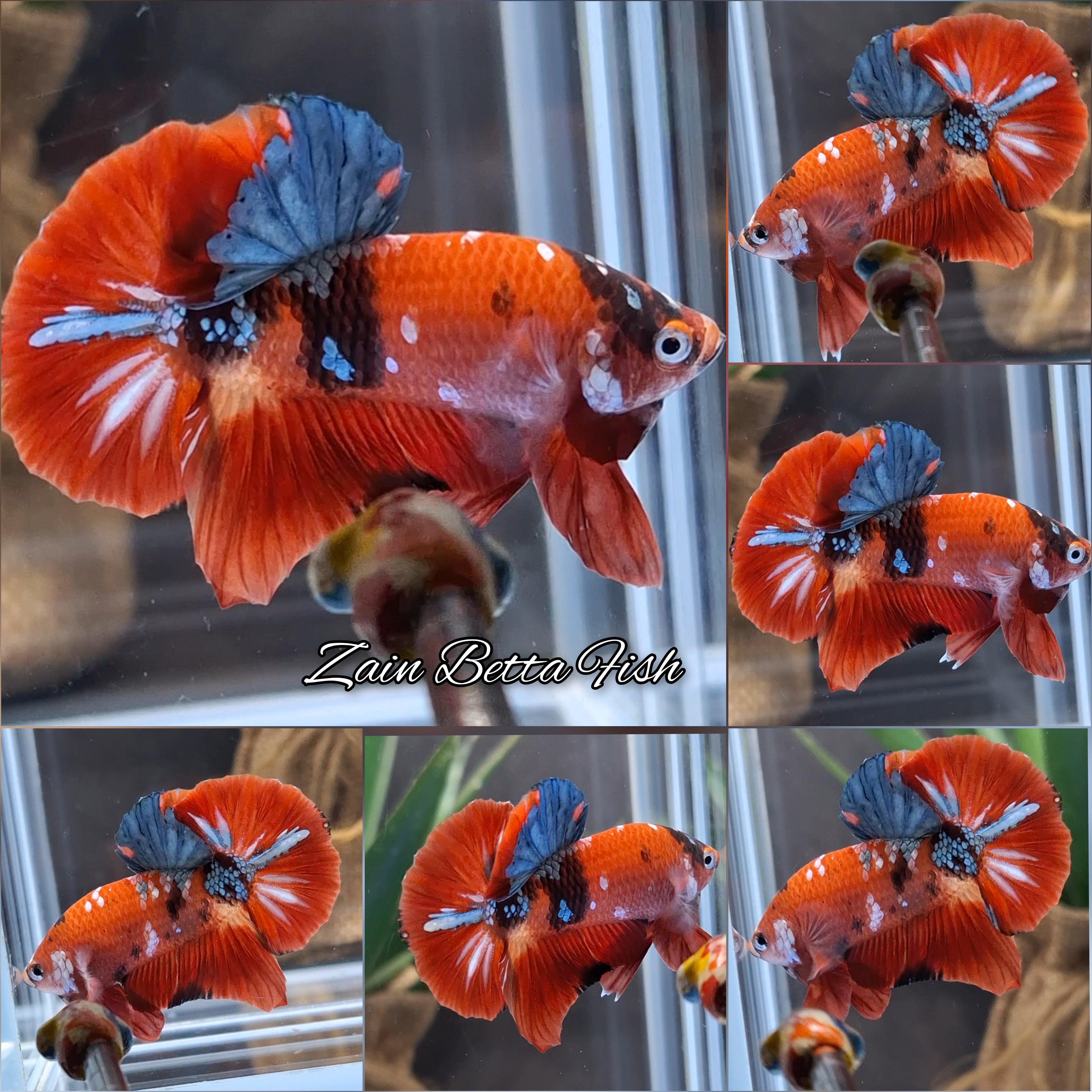 Candy Koi Copper HMPK Betta Fish Male