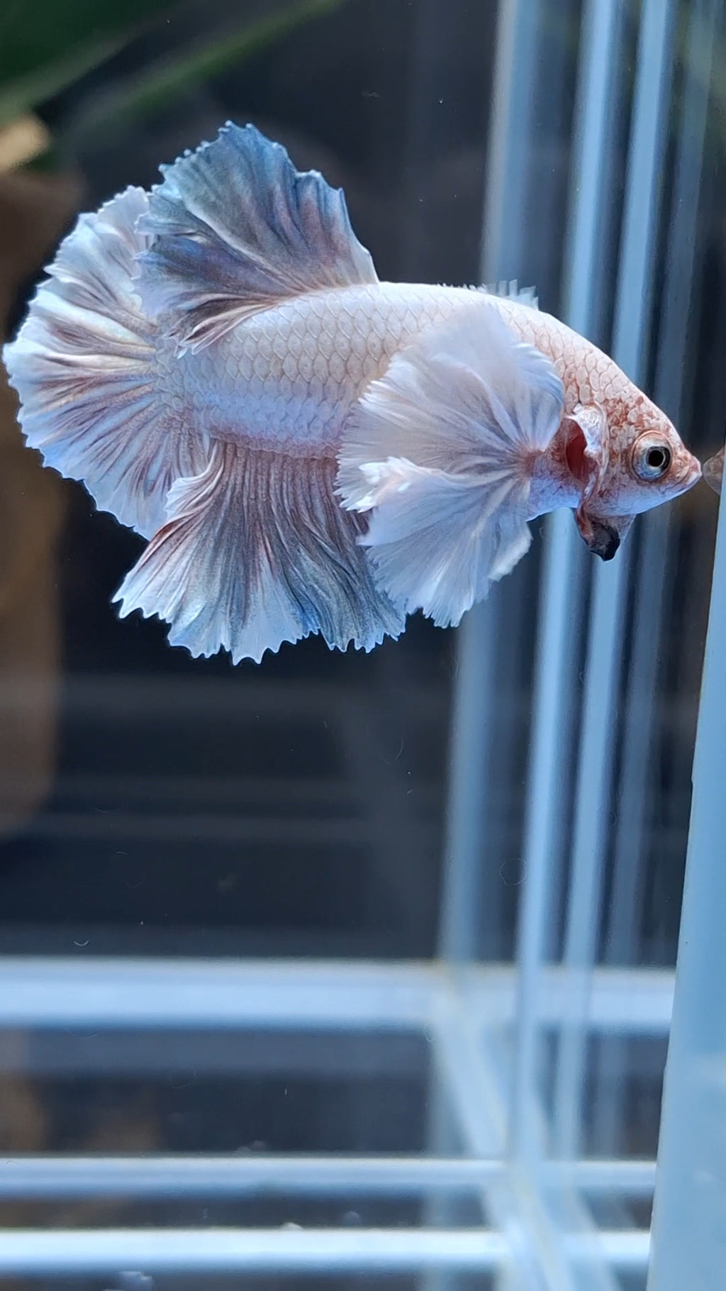 Premium Dumbo Ear Rare Plakat HMPK Betta Fish Male
