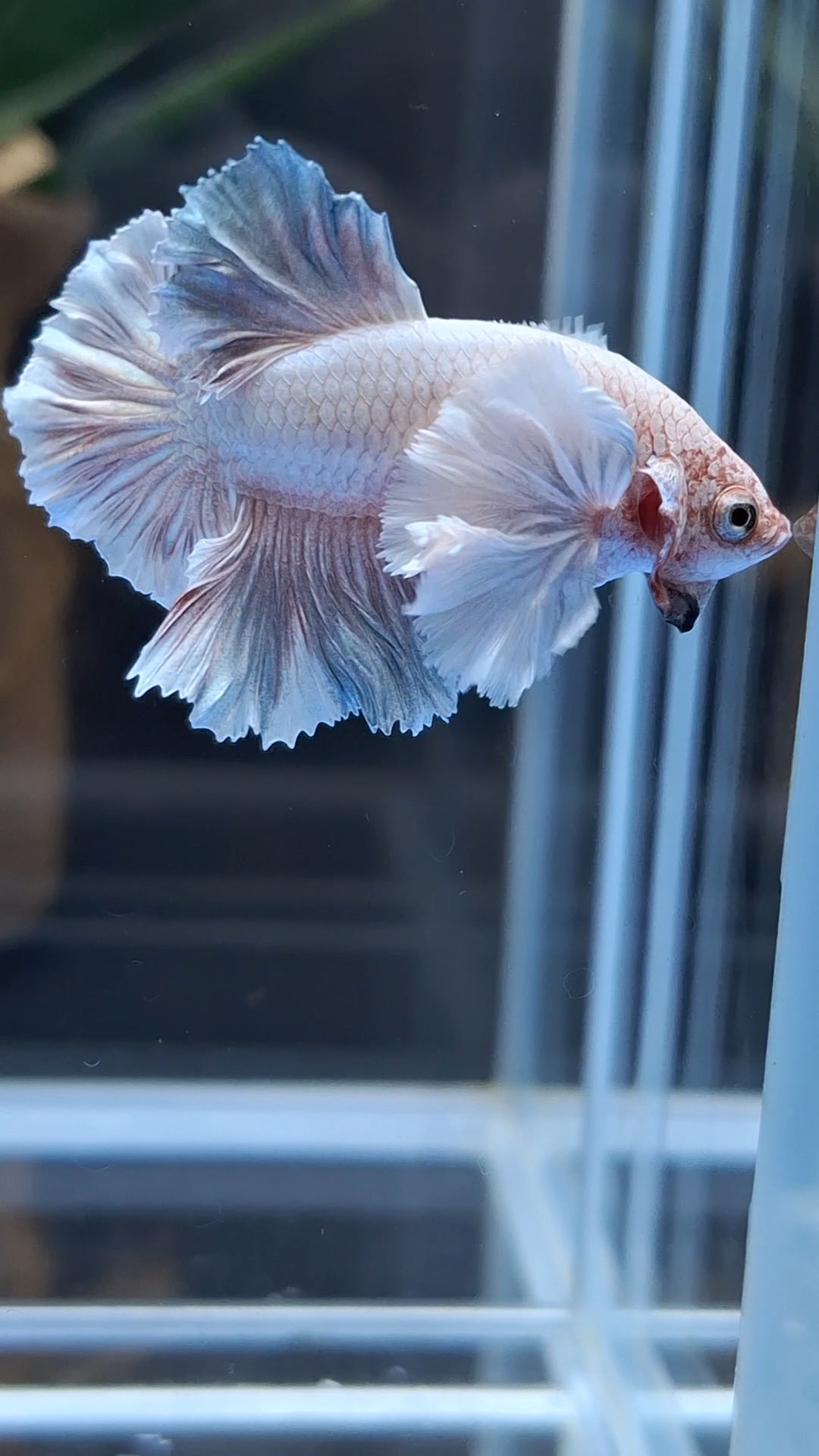 Premium Dumbo Ear Rare Plakat HMPK Betta Fish Male