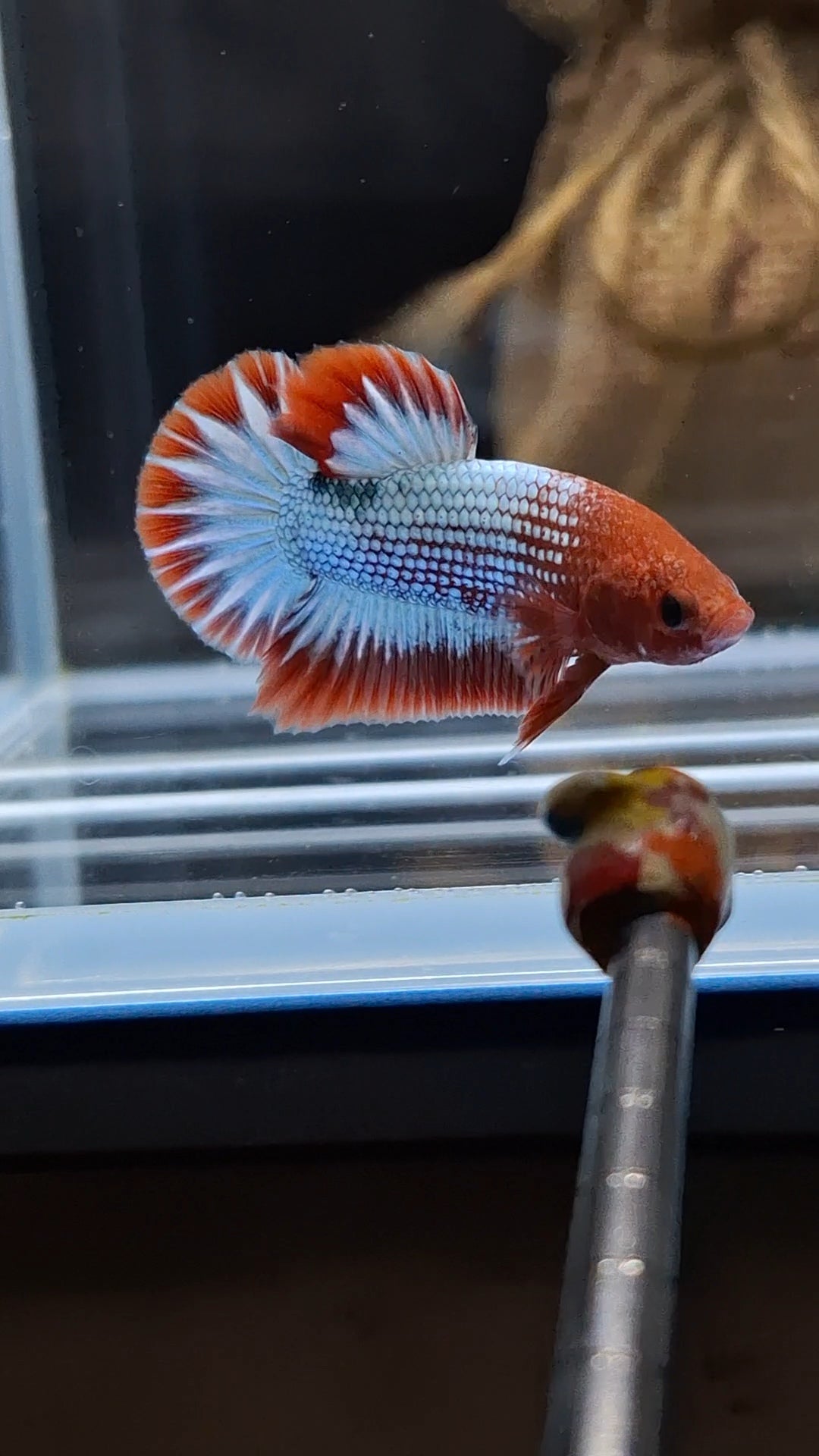 Red Fancy Copper FCCP Startail Plakat HMPK Betta Fish Male