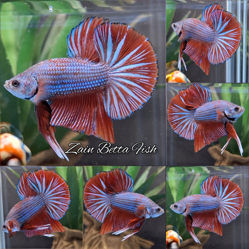 Big Tail Startail HMPK Betta Fish Male