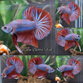 Big Tail Startail HMPK Betta Fish Male