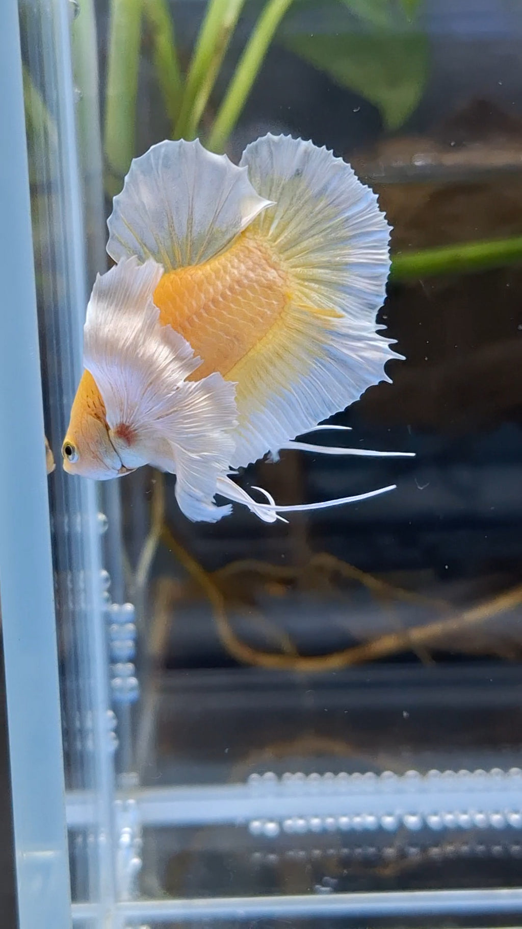 Dumbo Ear Soft Gold Plakat HMPK Betta Fish Male