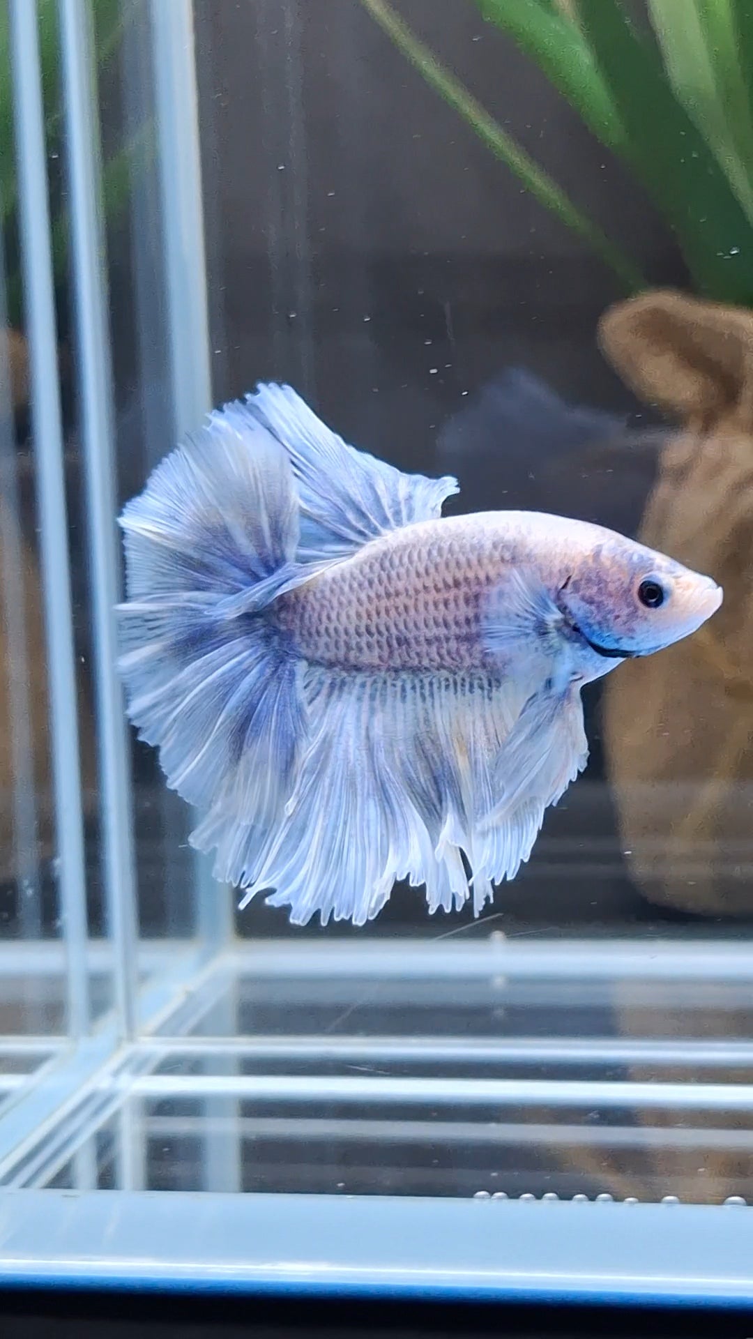 Halfmoon King Feathertail Grizzle Betta Fish Male