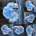Halfmoon Feathertail Betta Fish Male