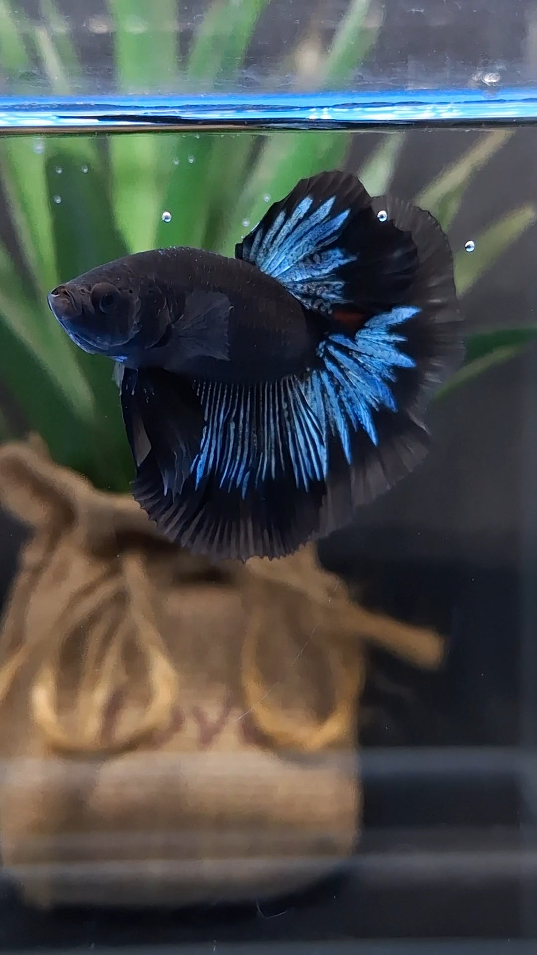 Halfmoon Blue Black Light Avatar Premium Betta Fish Male