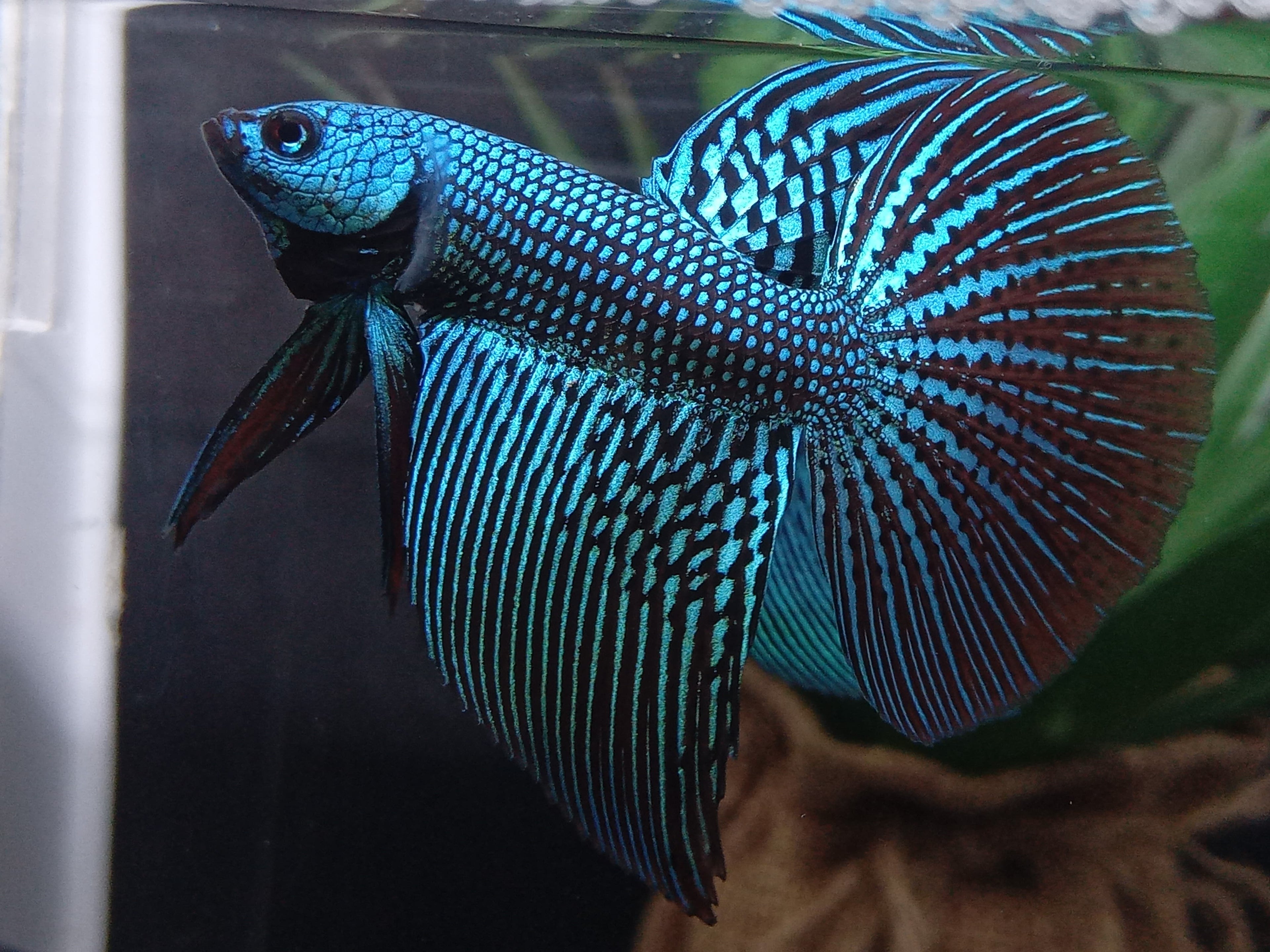 Luxury Halfmoon Alien Green Rare Wild Betta Hybrid Male