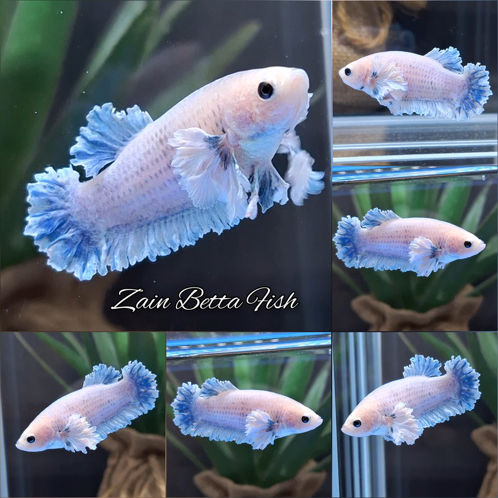 King Feathertail Rose Dumbo Ear Female Betta Fish For Sorority / Breed